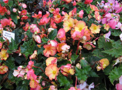 Begonia 'Pin-up Flame'