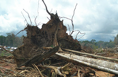 An uprooted tree in the mine