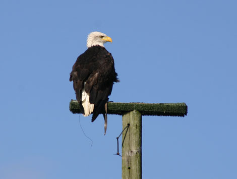 Bald eagle