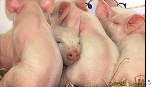 Podle amerických vědců je konzumace masa klonovaných zvířat zdravotně nezávadná