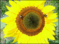 A sunflower on the allotment