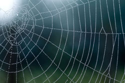 spider web