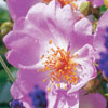 Rosa 'Sweet Haze'