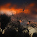 Sundown II