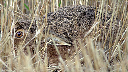 Hare c/o northeastwildlife.co.uk