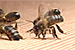 Bees dancing