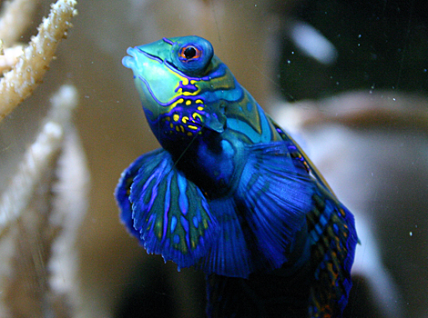 A mandarin fish in an aquarium at London Zoo