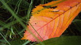 The Autumn Leaf... The Autumn Leaf...