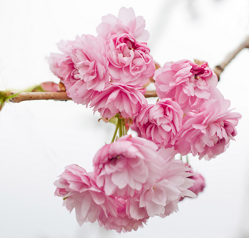 Day 88/365: blossom by blossom the spring begins ~ A.C.Swindburne