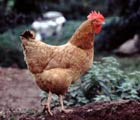 A hen