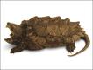 Tartaruga-aligator (Macrochelys temminckii)