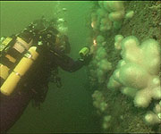 Miranda and Paul investigative the Mohegan wreck which is covered in 'dead mans fingers'