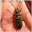 Tiger Beetle video (Image: Beetle)