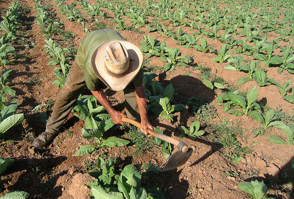 Campesino tabaquero cubano, los primeros que volvieron a trabajar en pequeñas fincas. (Foto: Raquel Pérez)
