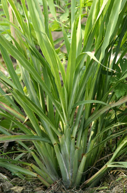 lemon grass