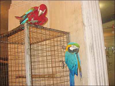 طوطی ها