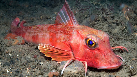 gurnard_ccw.jpg