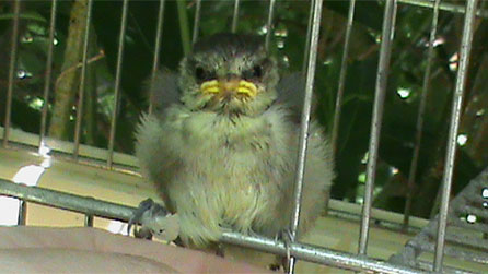 bluetit_chick.jpg