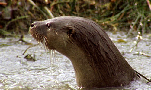 otter.jpg