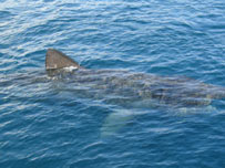 Getting close-up to the gentle giants