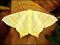 Swallow tailed moth