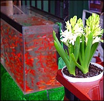 ماهی قرمز