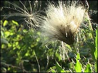 Thistle down