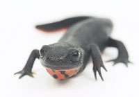 Pic: Newt