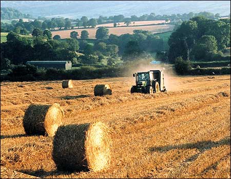 Bales of hay