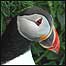 Puffin
