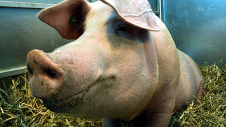 Photograph of a pig