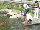 Pond full of crazy fishes