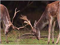 deer rut at Ashridge