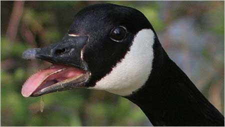 Canada Goose c/o Margaret Holland