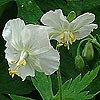Geranium phaeum 'Album'