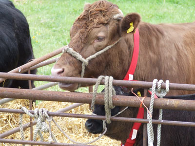 A cow at the South Suffolk show