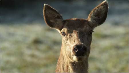 Red Deer c/o Jaybee and NE Wildlife