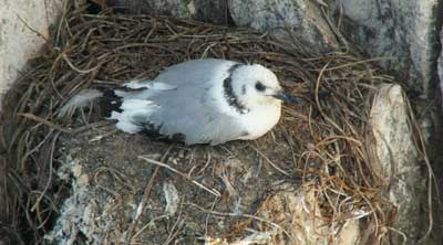 kittiwake_newell.jpg