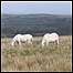 Brecon Beacons and ponies