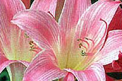 Belladonna lily