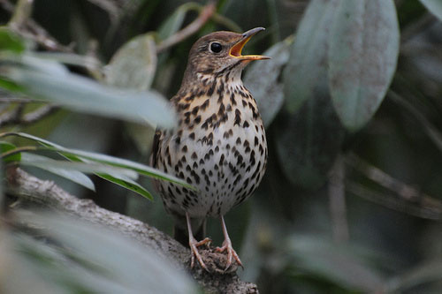 Singing thrush © Daz Moston from the BBC Springwatch Flickr Group