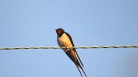 Young male Swallow by Chris Sperring