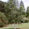 Himalayan birch