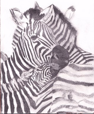 Zebras
