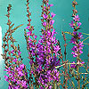 Lythrum salicaria 'Lady Sackville'