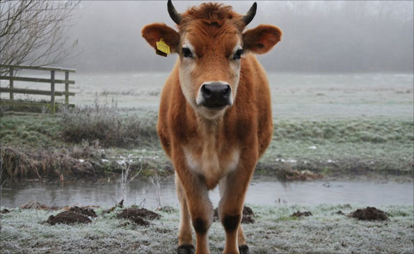 Photo by Claire Simpsn