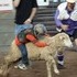 Sheep riding