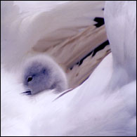 cygnent enjoys a ride