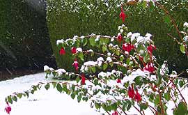 pic:fuschia in the snow