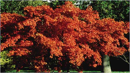 Westonbirt c/o Westonbirt Arboretum